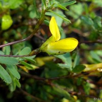 Smithia sensitiva Aiton